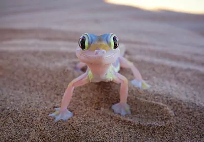 Namibia Safari Gecko im Sand