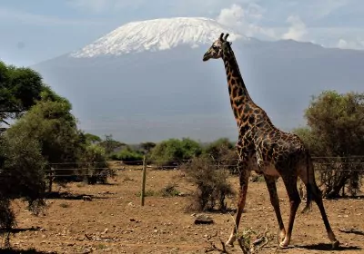 Kenia Safari Amboseli Kilimandscharo Giraffe