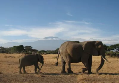 Kenia Safari Amboseli Nationalpark Elefanten vor Kilimanjaropanorama