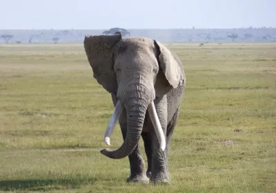 Kenia Safari Amboseli Nationalpark Elefantenbulle