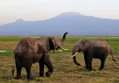 Kenia Safari Amboseli Nationalpark Elefanten