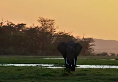 Kenia Safari Amboseli Sonnenuntergang Elefant