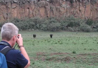 Kenia Safari Hells Gate Nationalpark Wanderung Buffel