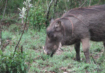 Kenia Safari Hells Gate Nationalpark Wanderung Warzenschwein
