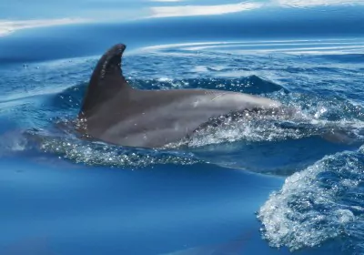 Kenia Safari Kisite Meeresnationalpark Schnorchelausflug Delfine