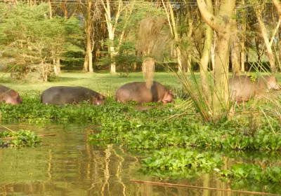 Kenia Safari Lake Naivasha Bootstour Hippos