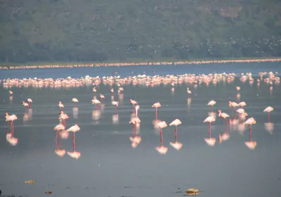 Selbstfahrer Kenia Reise Lake Nakuru Nationalpark Flamingos