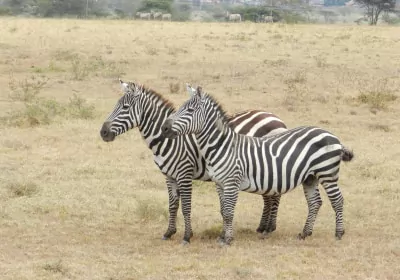 Kenia Safari Lake Nakuru Zebras