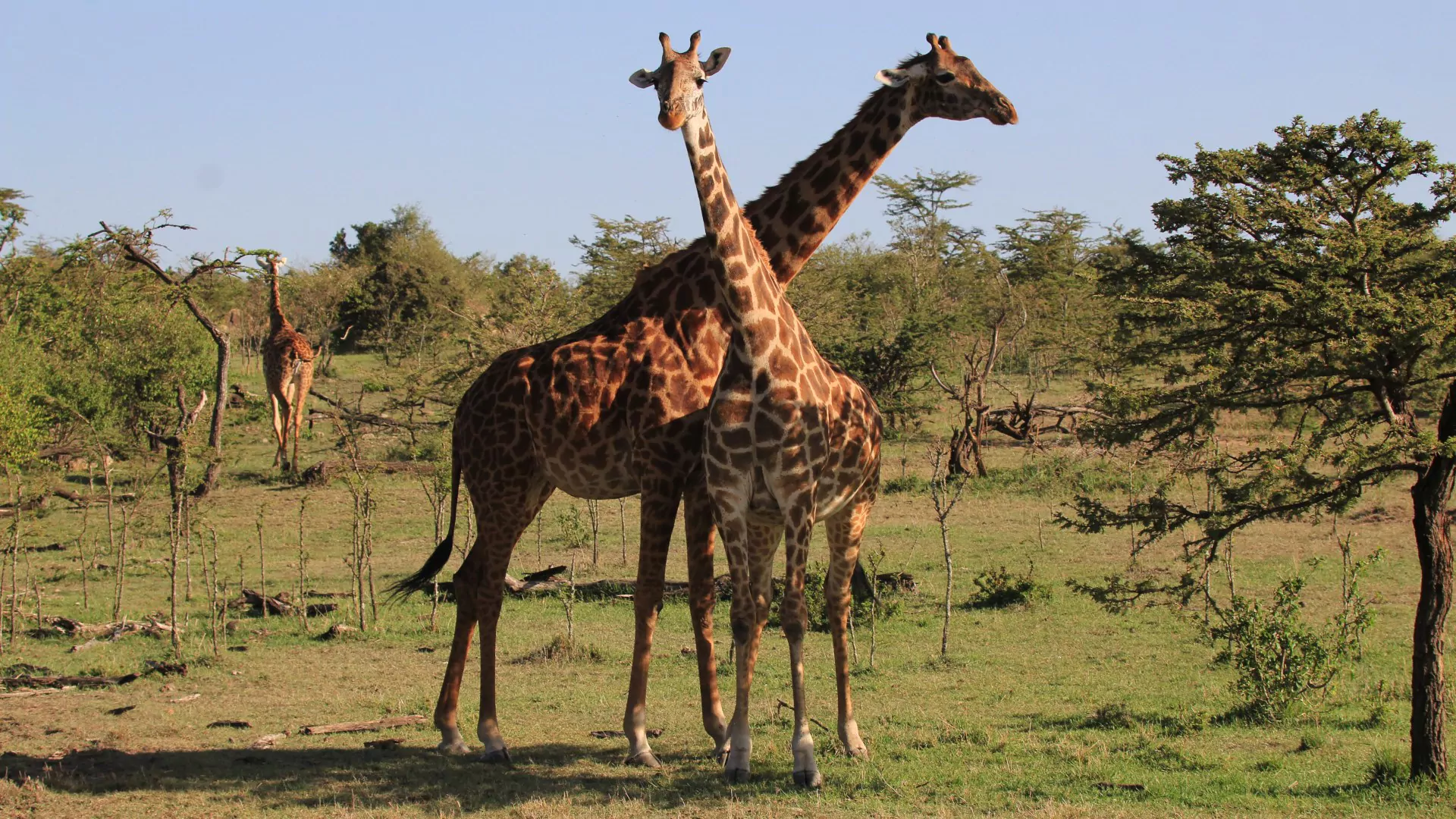 Safari Kenia und Baden Mara Naboisho Conservancy Giraffen