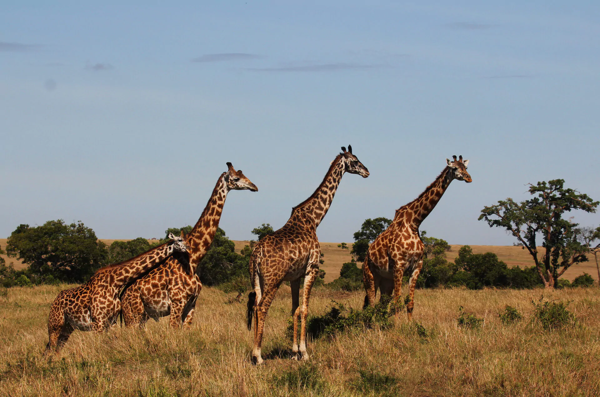 Kenia Safari Massai Mara Giraffen