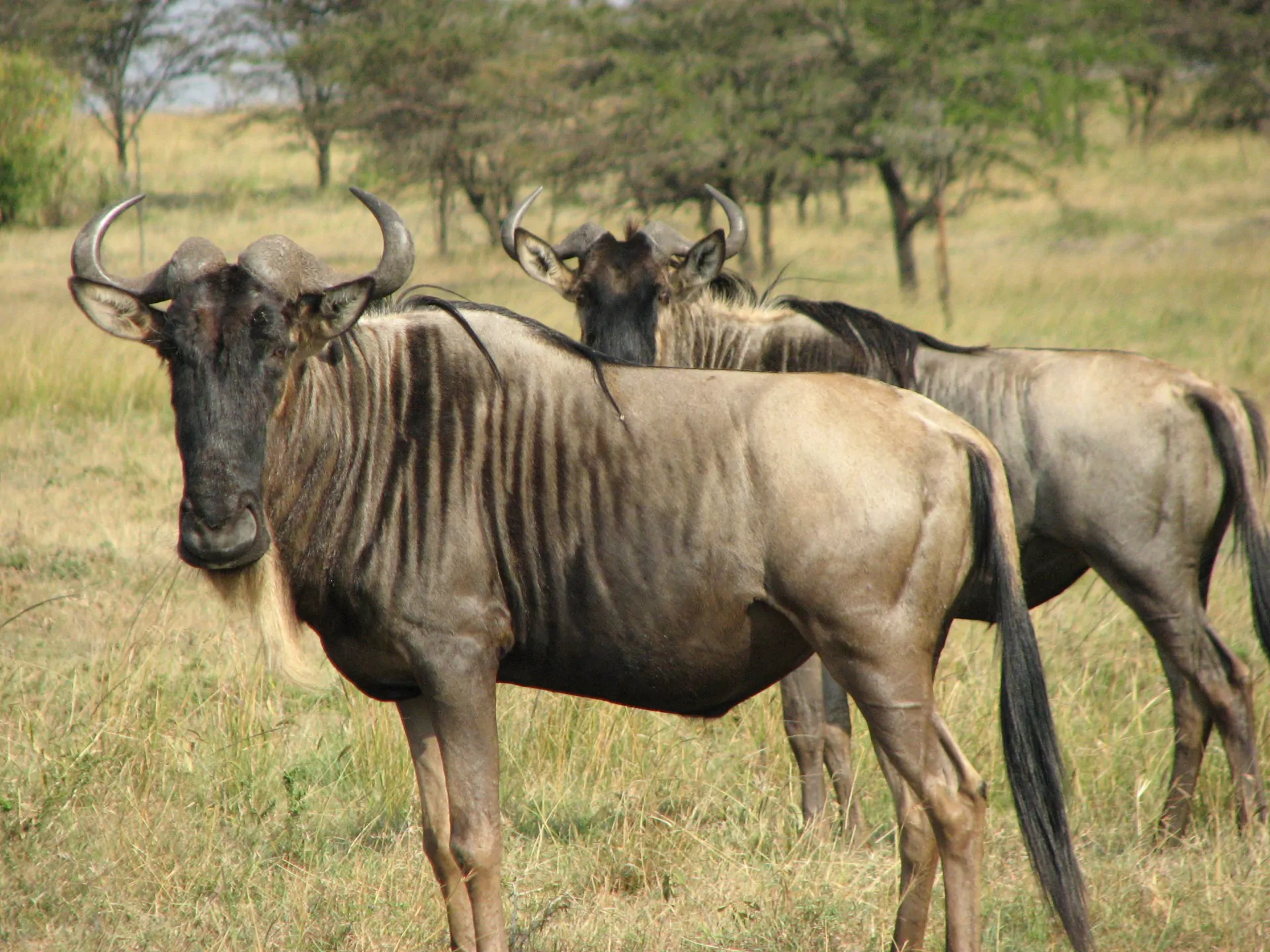 Kenia Safari Massai Mara Gnus