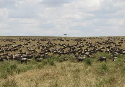 Kenia Safari Massai Mara Gnuwanderung