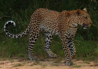 Kenia Safari Massai Mara Leopard
