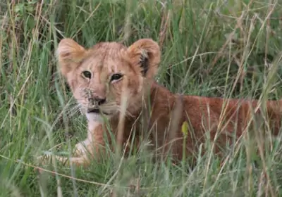 Kenia Safari Massai Mara Schutzgebiet Löwenbaby