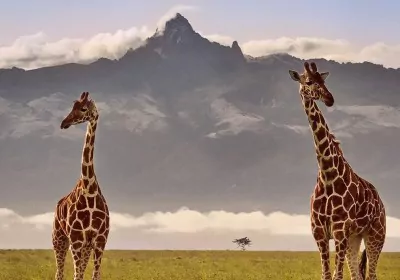 Kenia Safari Mount Kenya Giraffen vor Gipfel