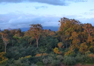 Selbstfahrer Kenia Reise Mount Kenya Serena Mountain Lodge Aussicht Regenwald
