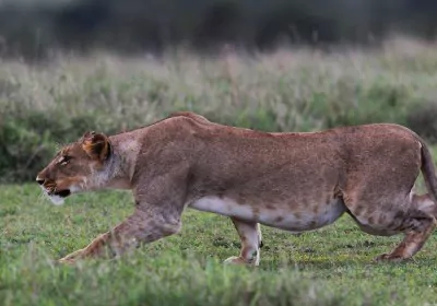 Kenia Safari Ol Pejeta Schutzgebiet Lowe