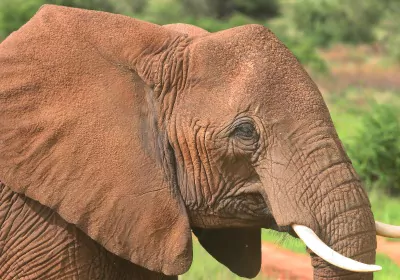 Kenia Safari Samburu Nationalreservat Elefant