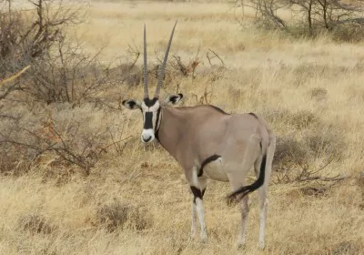 Selbstfahrer Kenia Reise Samburu Wildreservat Spießbock