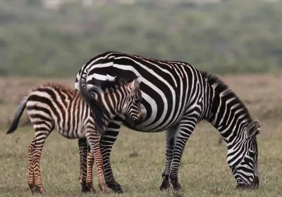 Kenia Safari Solio Ranch Zebra