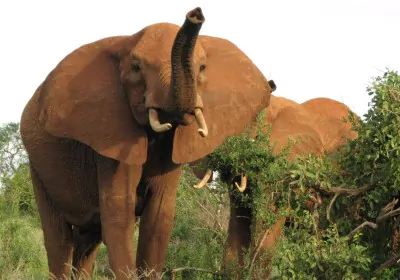 Kenia Safari Tsavo Ost Nationalpark Elefanten