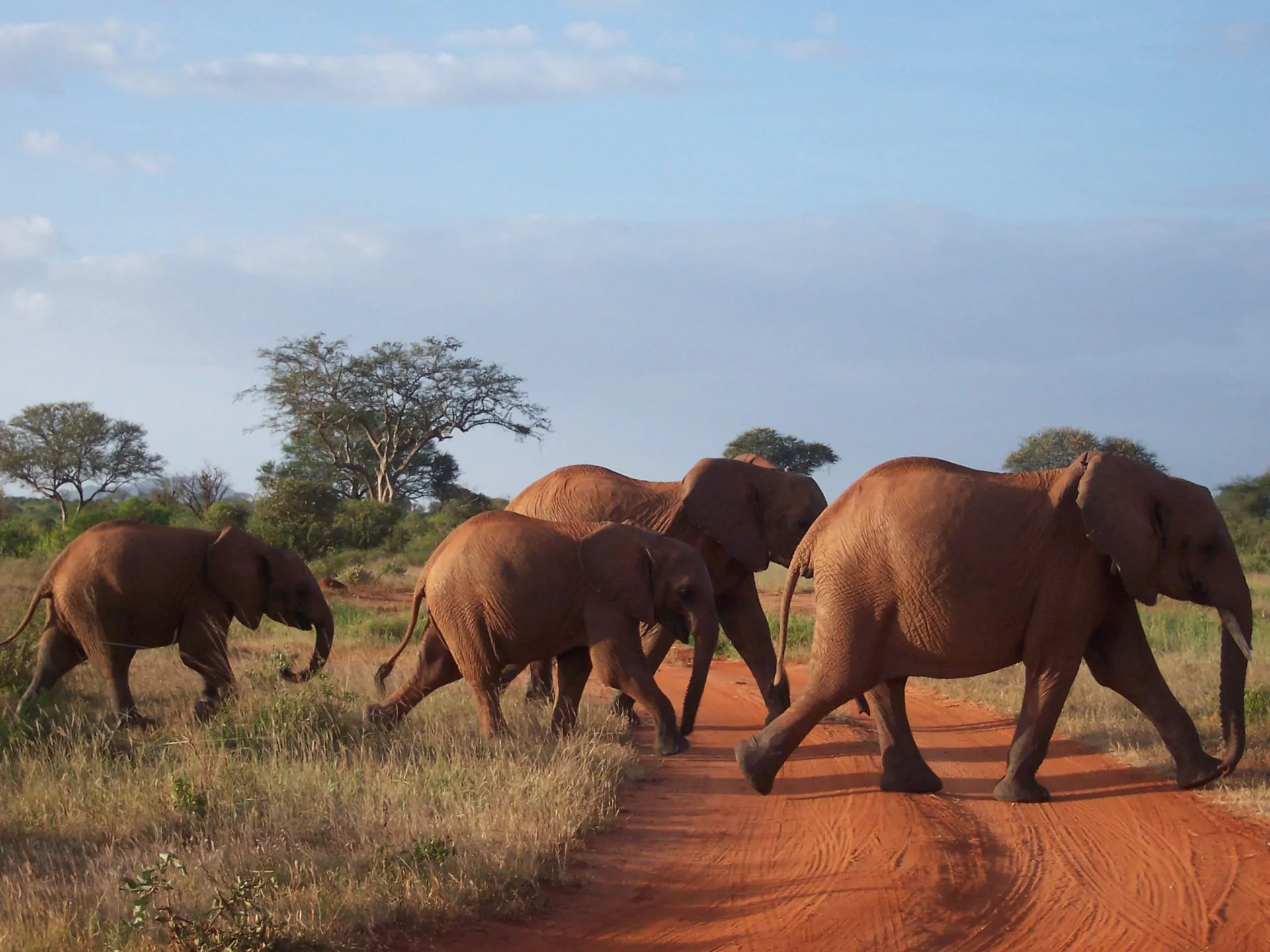 Safari und Baden Kenia Tsavo Ost Nationalpark Elefanten