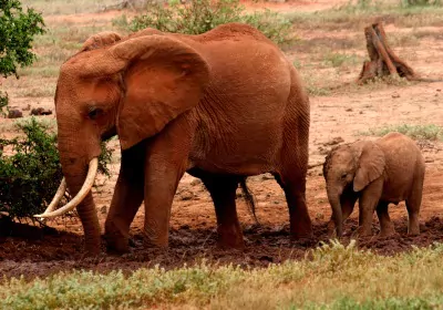 Kenia Safari Tsavo Ost Nationalpark Elefantenfamilie