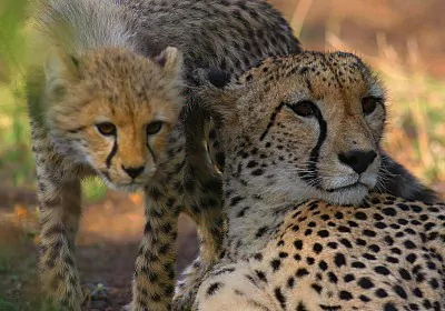 Kenia Safari Tsavo Ost Nationalpark Gepard