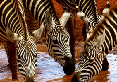 Kenia Safari Tsavo Ost Nationalpark Zebras beim Trinken