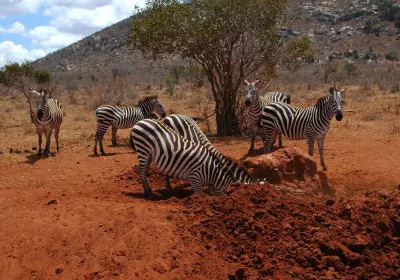 Kenia Safari Tsavo Ost Zebras budeln