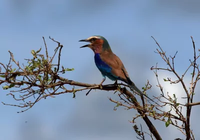 Kenia Safari Tsavo West Nationalpark Vogel