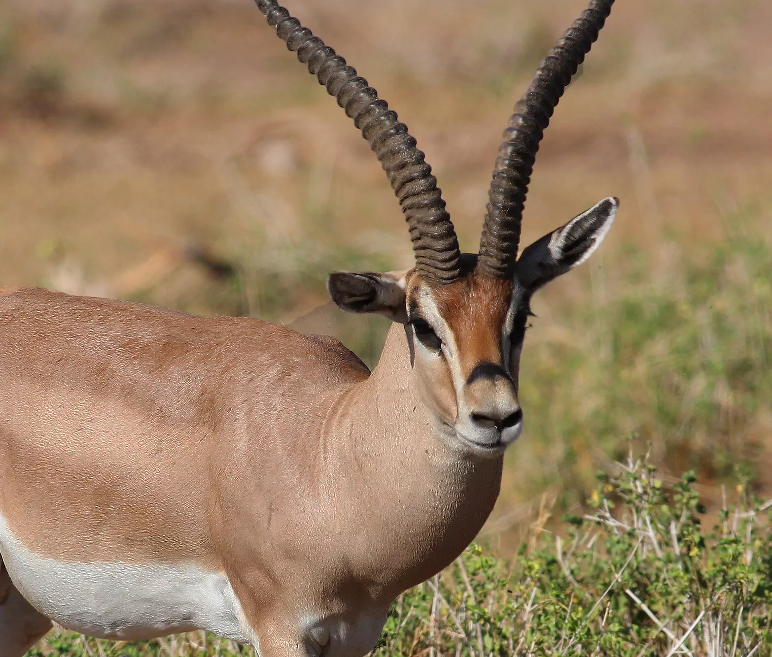 Kenia Tansania Safari Amboseli Nationalpark Gazelle