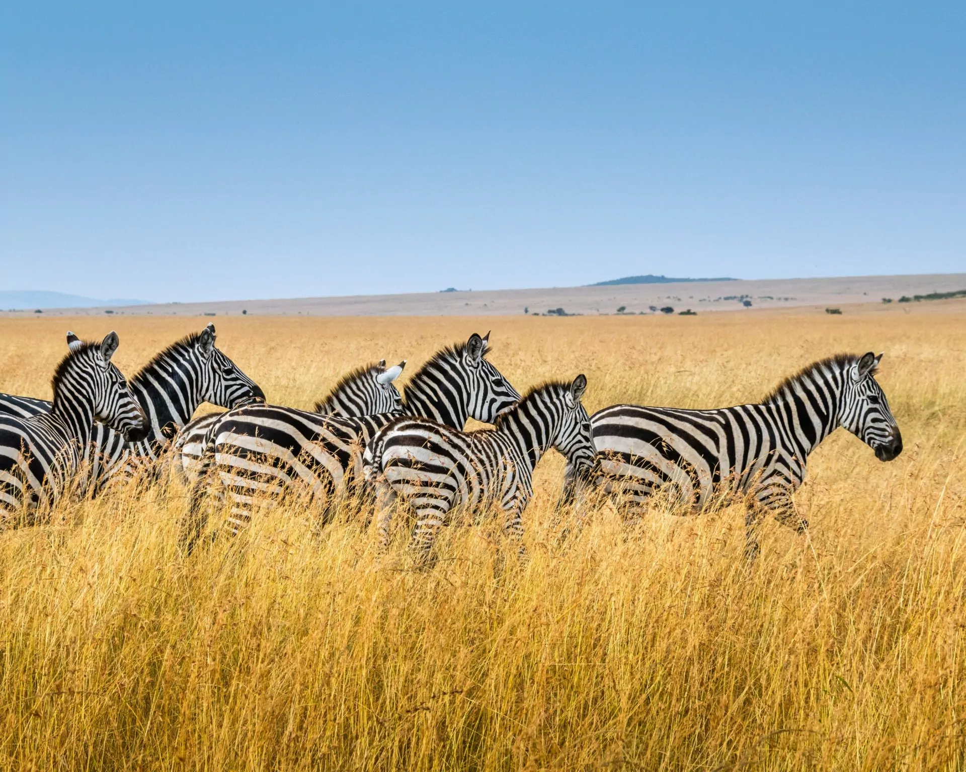 Kenia safari kenia familienreise zebra familie