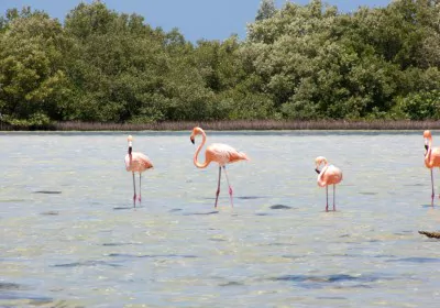 Mexiko Hochzeitsreise Yucatan Flamingos