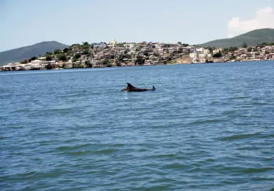 Mexiko Reisen Sinaloa Topolobampo bucht kleiner delfin