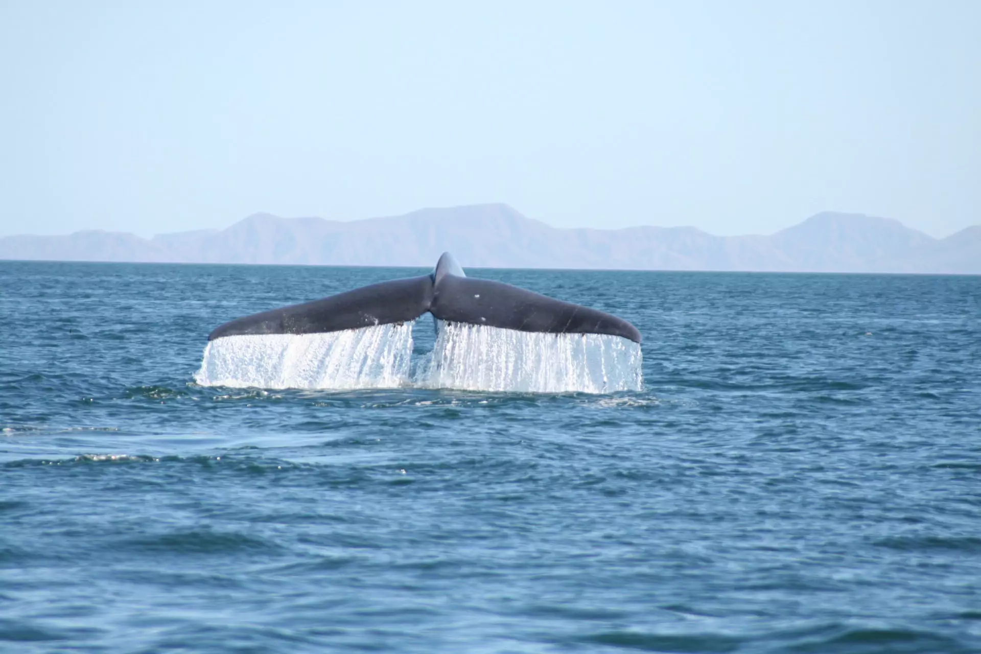 Baja_california_rundreise_whale_watching_Walbeobachtung