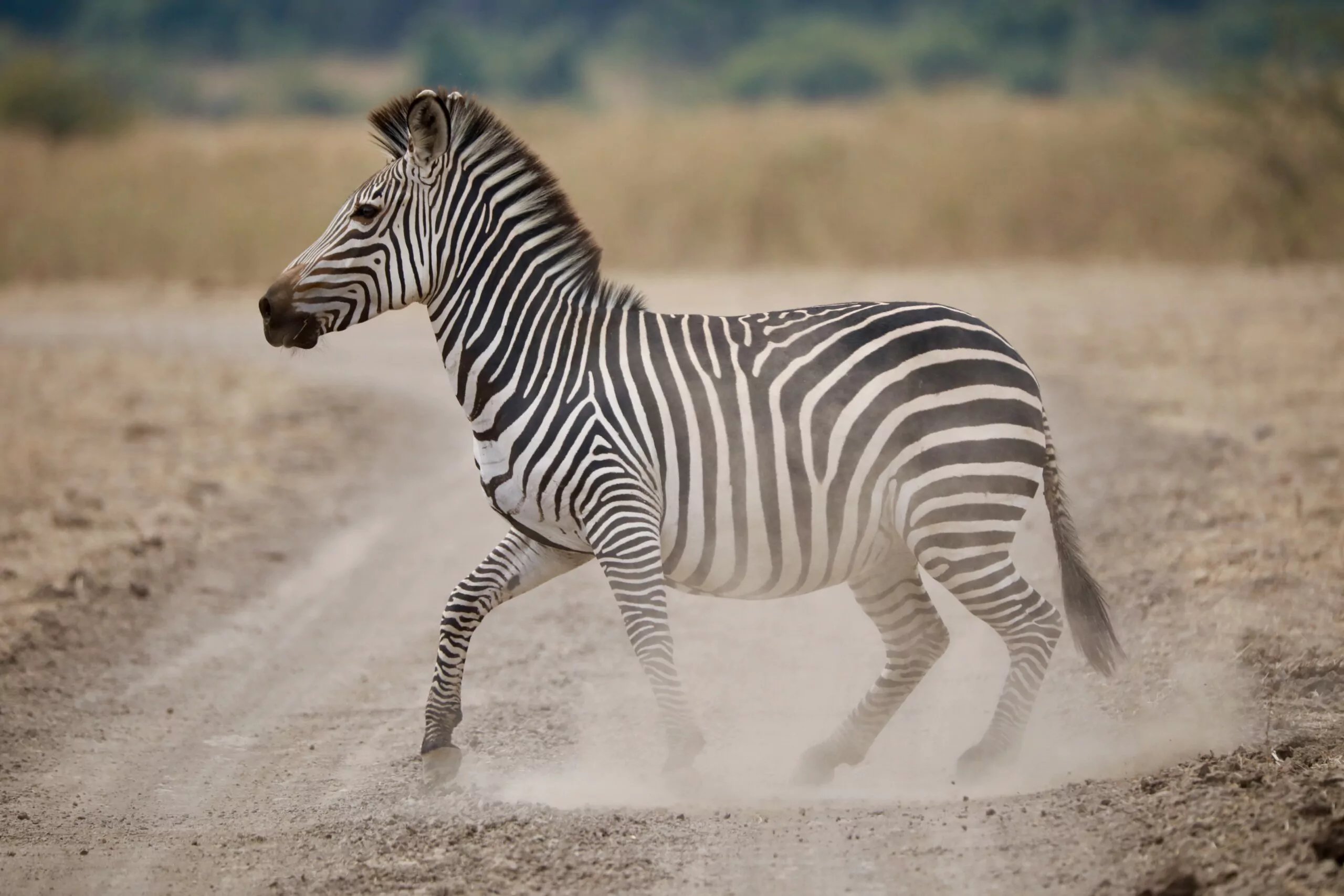 Namibia Etosha Reise Zebra