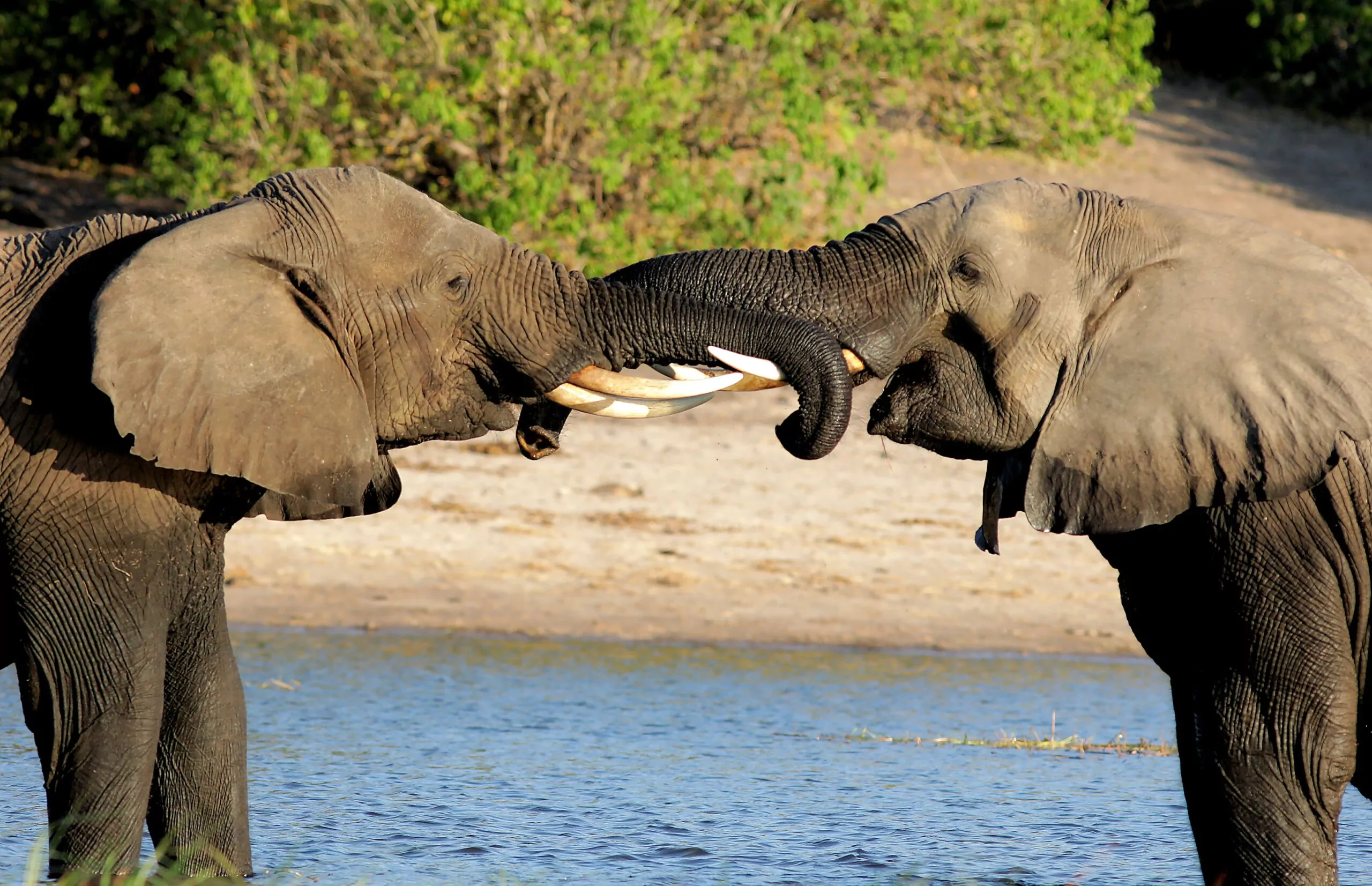 Namibia Botswana Safari Kasane Elefanten