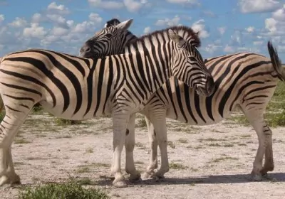 Namibia Safari Etosha Nationalpark Zebras