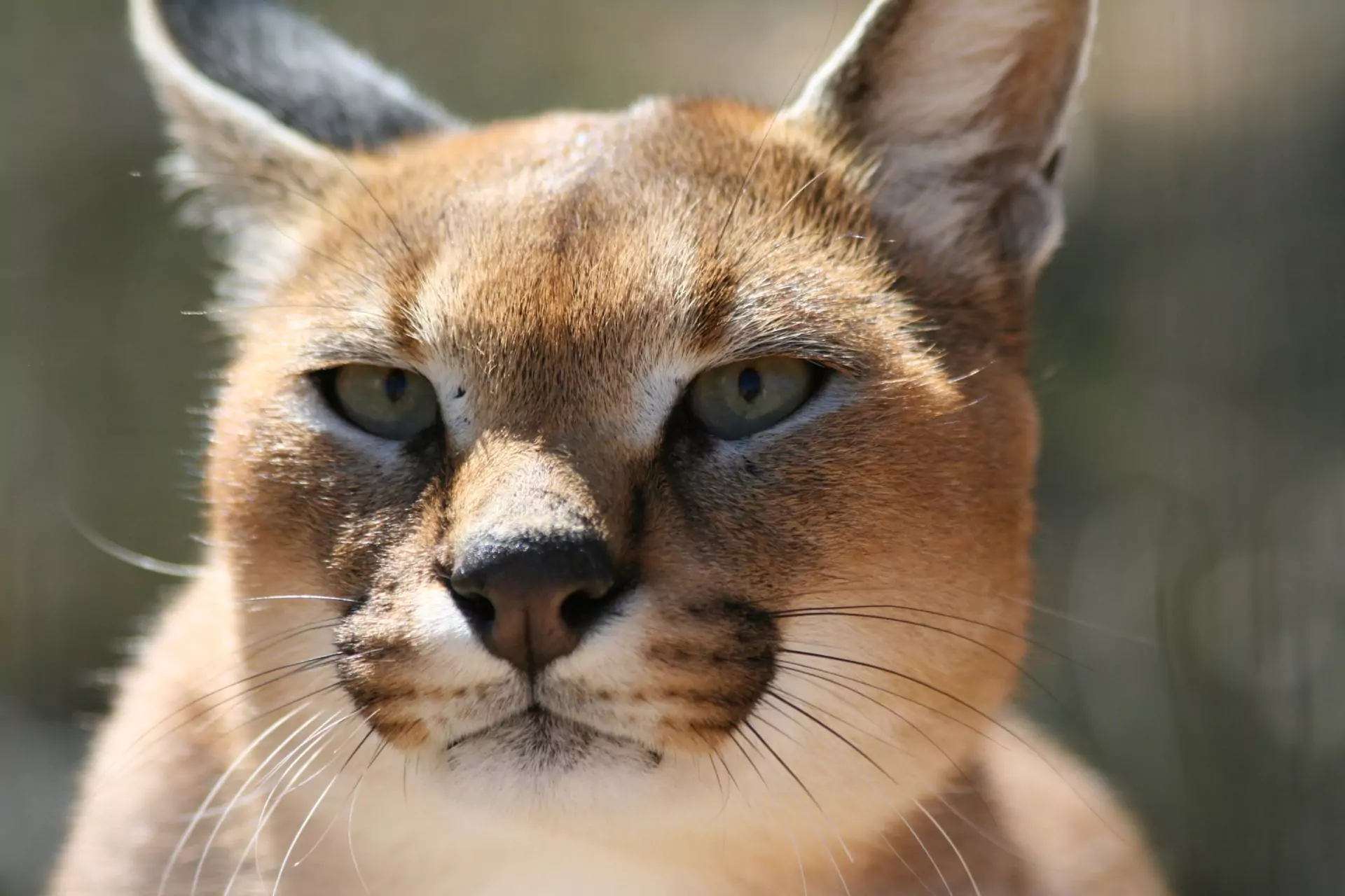 Namibia Rundreise Tiere Caracal