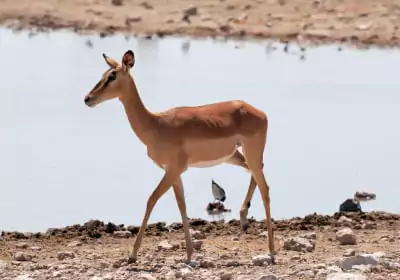 Namibia Safari Etosha Nationalpark Tiere Impala