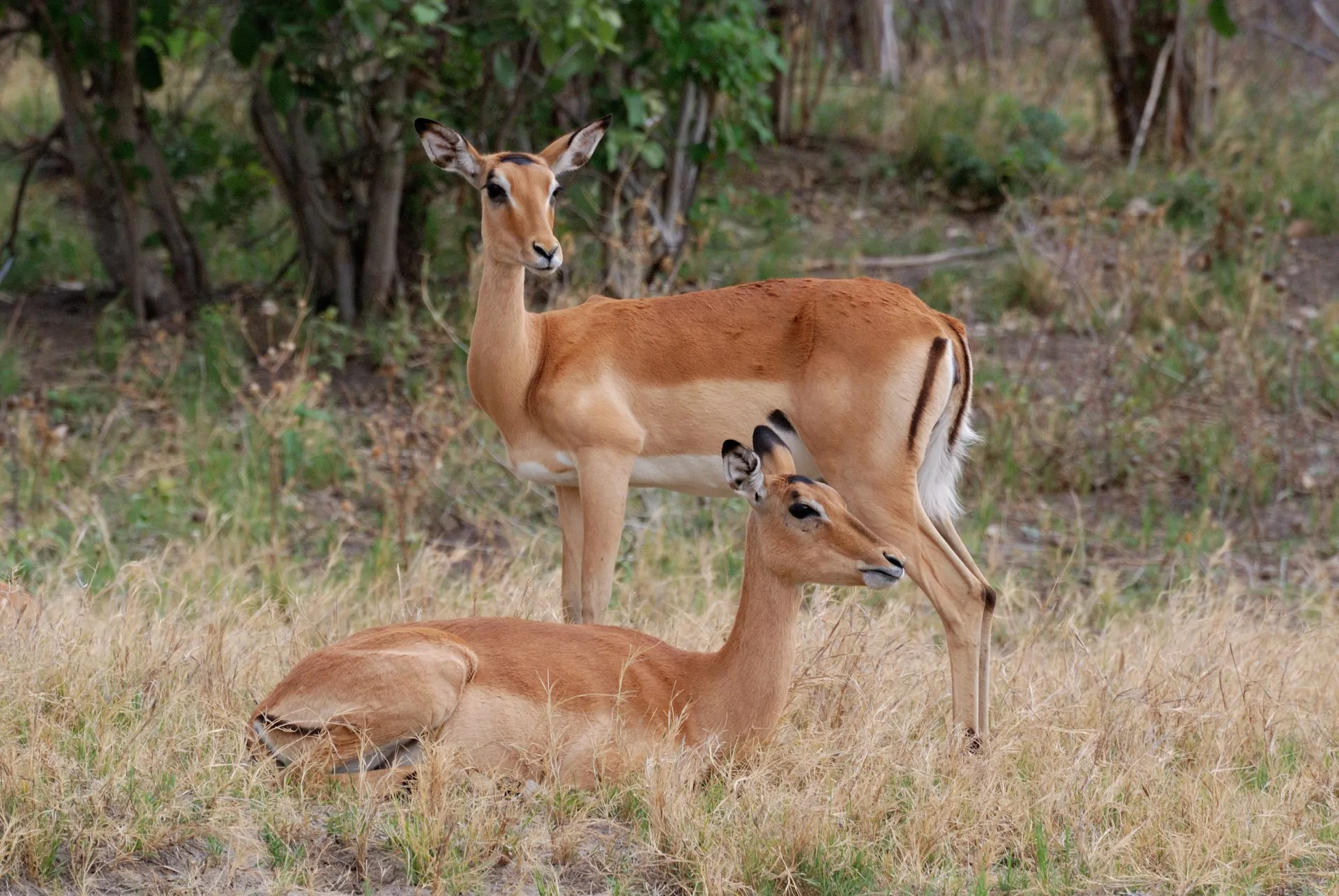 Namibia Rundreise Selbstfahrer Tiere Impalas