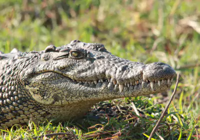 Namibia Safari Caprivi Tiere Krokodil