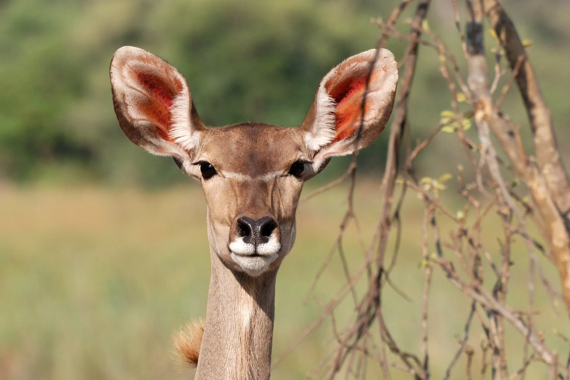Namibia Botswana Selbstfahrer Reise Kudu Safari Tiere Kudu