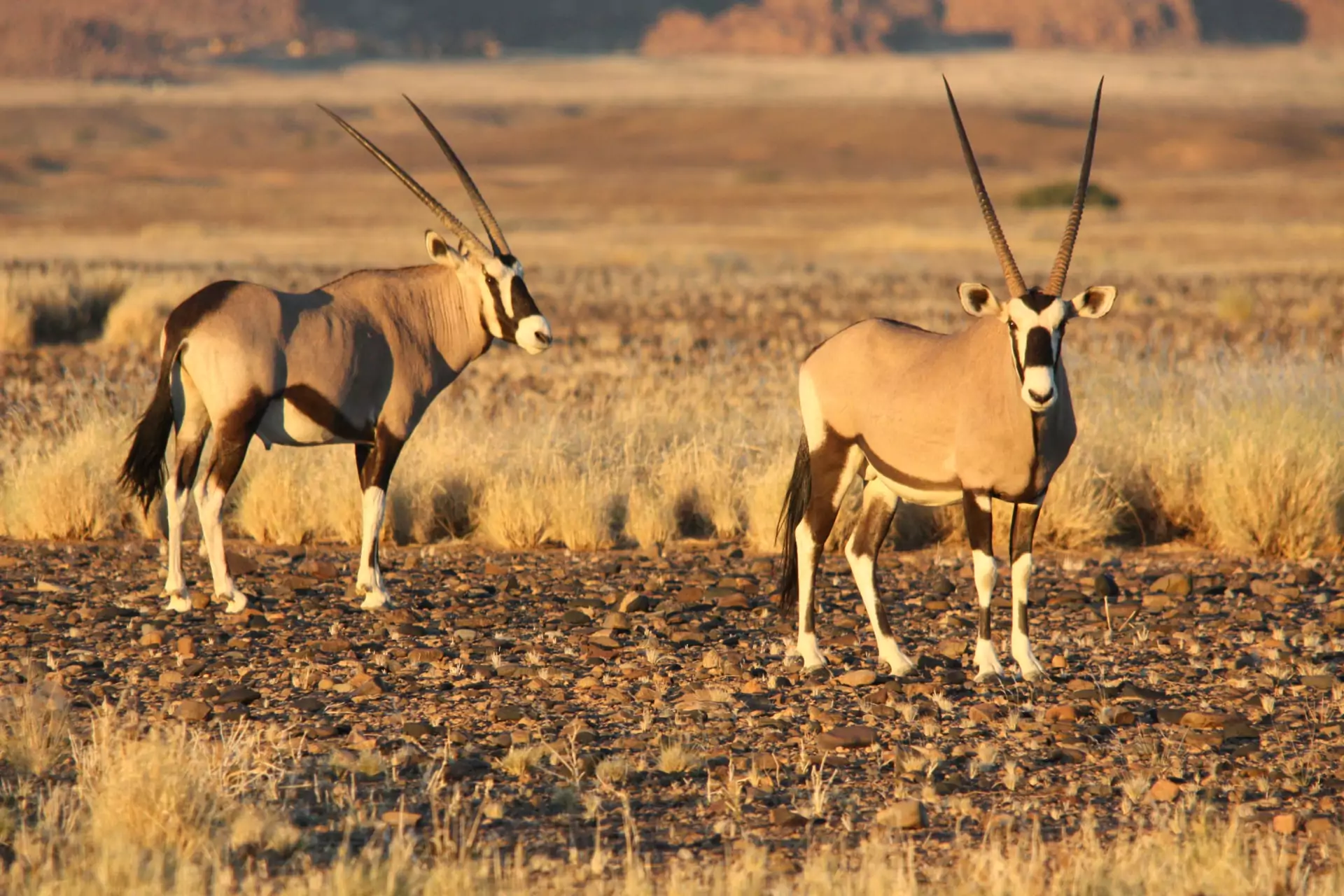 Namibia Safari Tiere Oryx