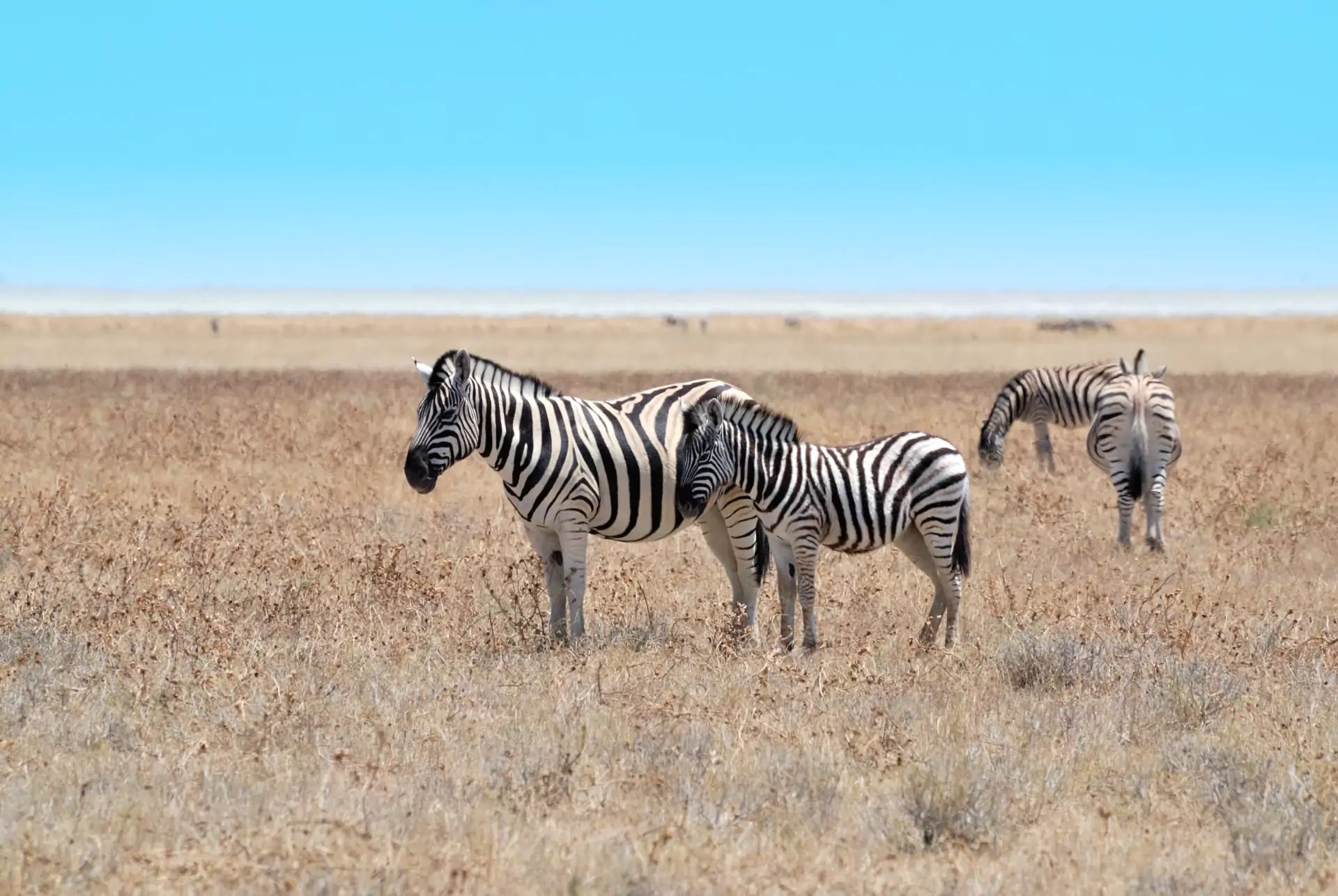 Namibia Selbstfahrer Reise Tiere Zebras