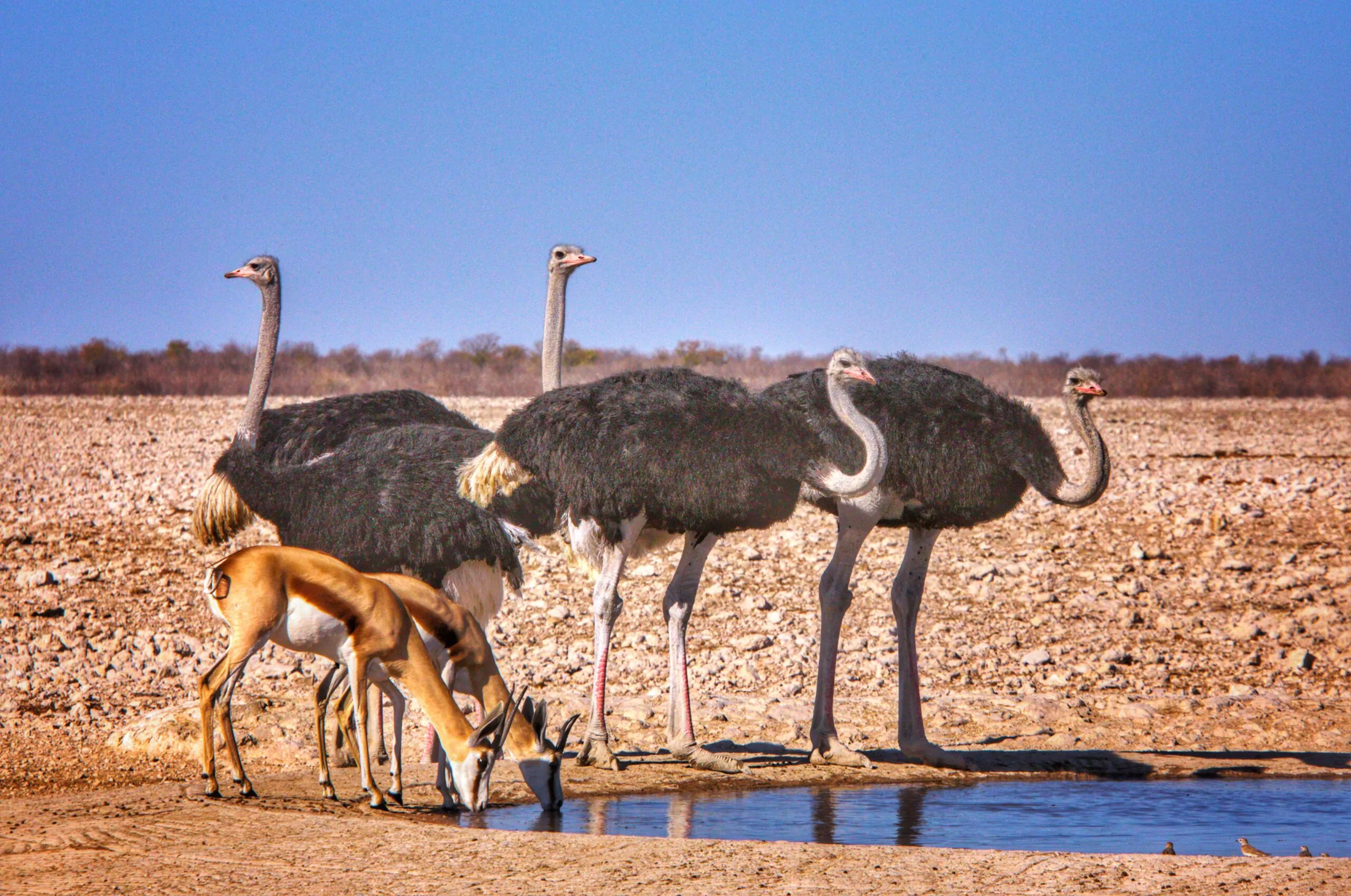 Namibia Safari Strauss Etosha Pfanne