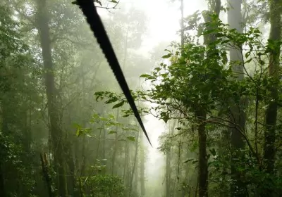 Panama Reisen Boquete canopy seilbahn ziplining