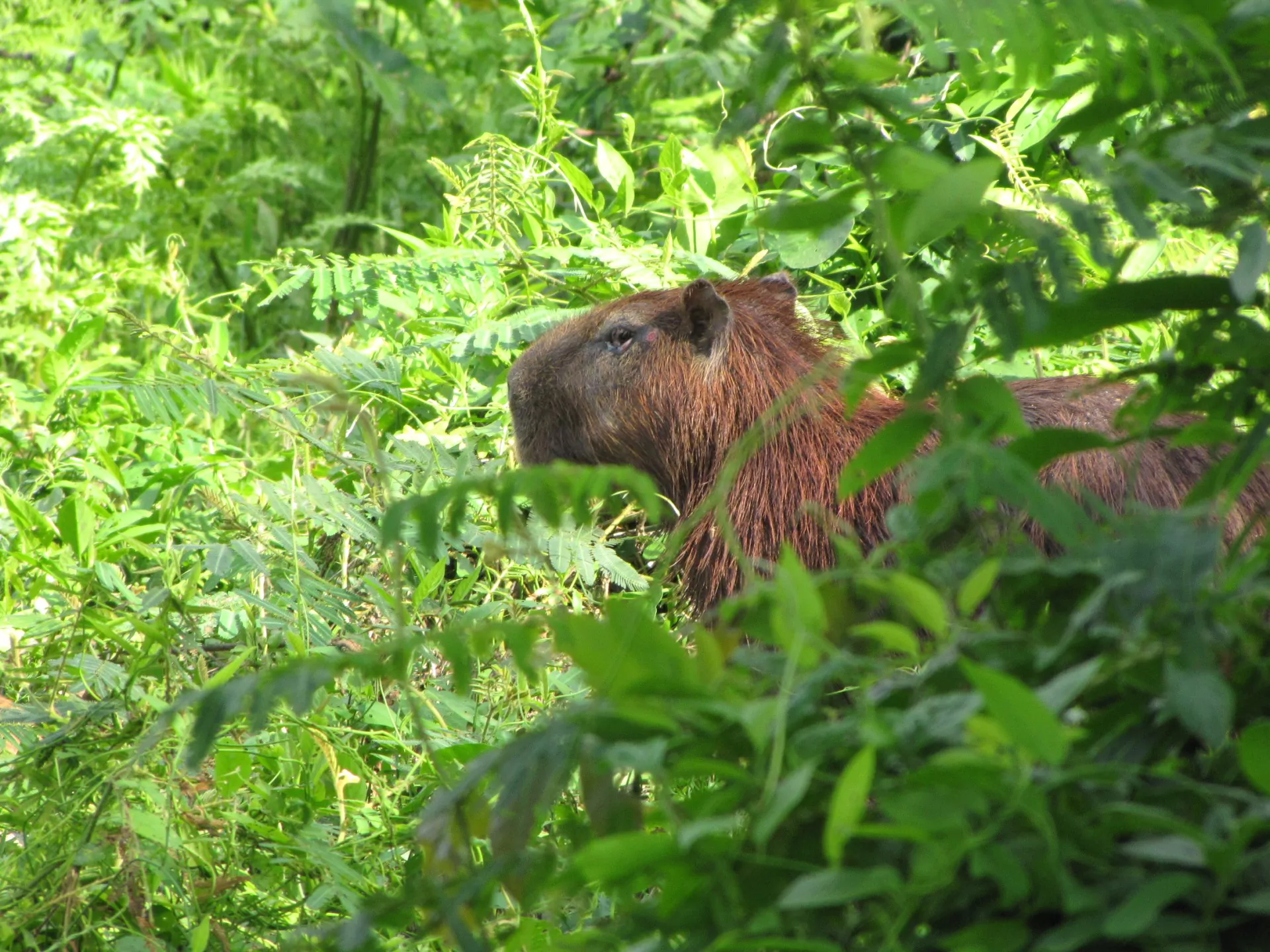 Panama Reisen Soberania Nationalpark FAUNA capybara