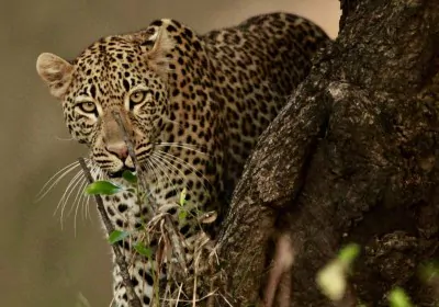 Sambia Reise South Luangwa Nationalpark Leopard